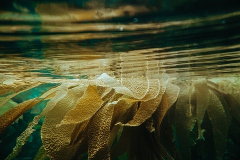 Seaweed leaves just below the water's surface