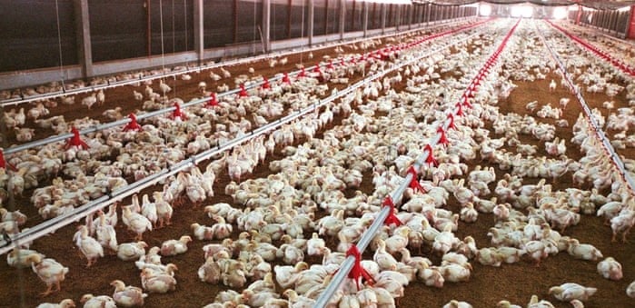 battery farm hens crammed into large warehouse