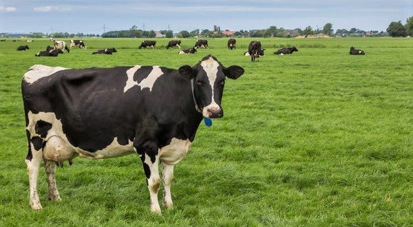cow standing in field of cattle
