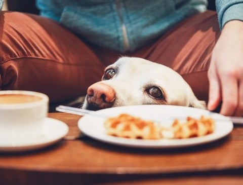 labrador dog in restaurant