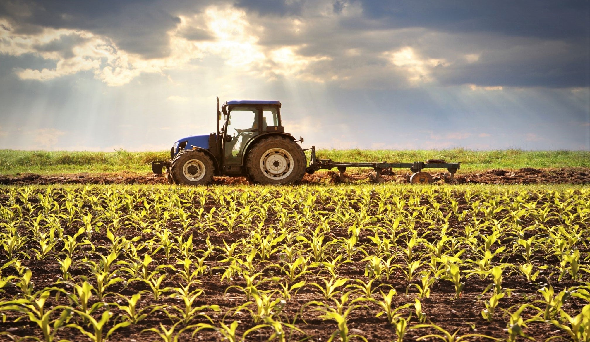 large tractor ploughing corn field as sunset approaches