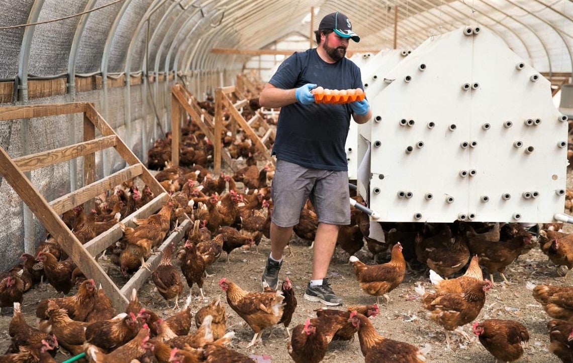 happy farmer collecting free range eggs from hens roaming freely