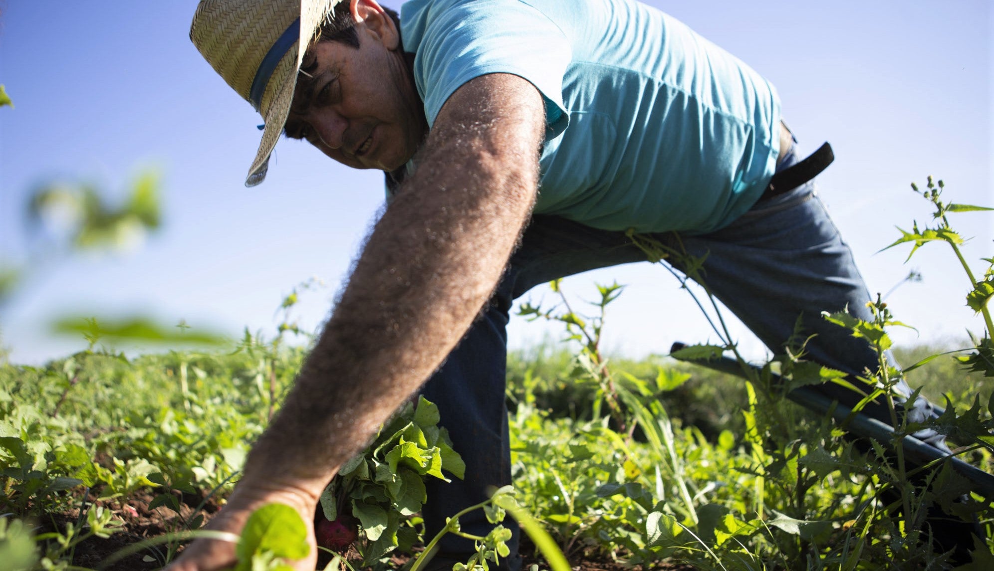 farmer working in field with hat on and sun on his back