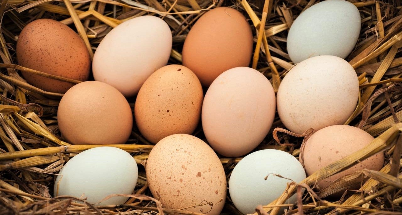 free range eggs in bundle of hay