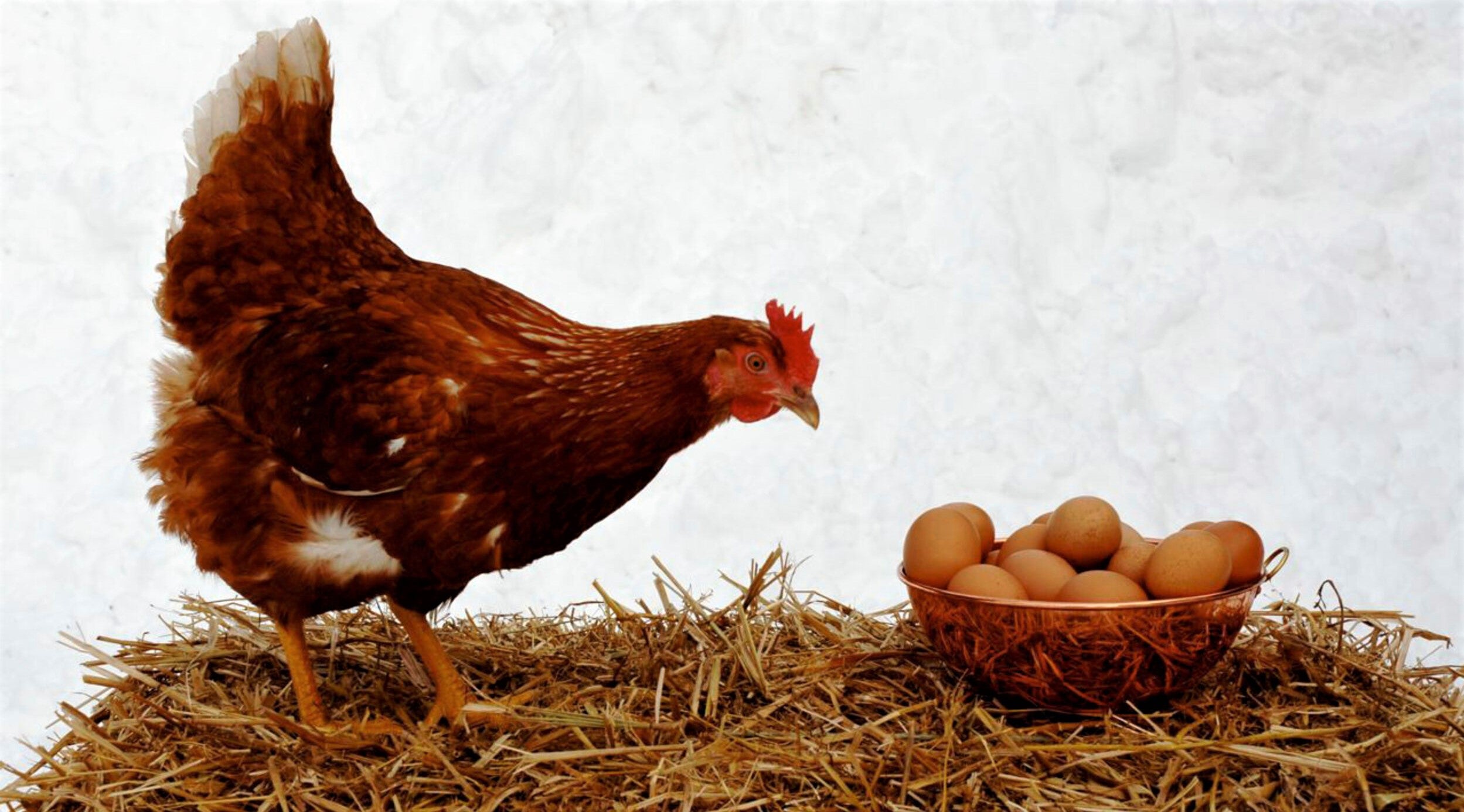 free-range hen inspecting basket of pasture-raised eggs