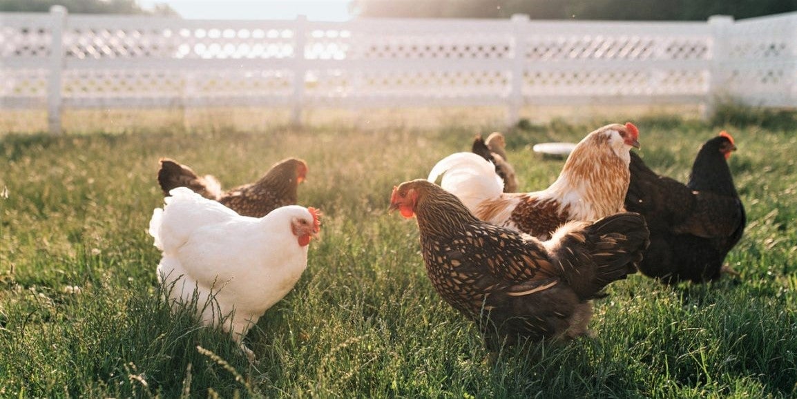 free-range hens wander around sunny pasture