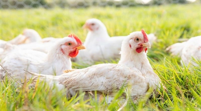 hens sitting in free-range pasture
