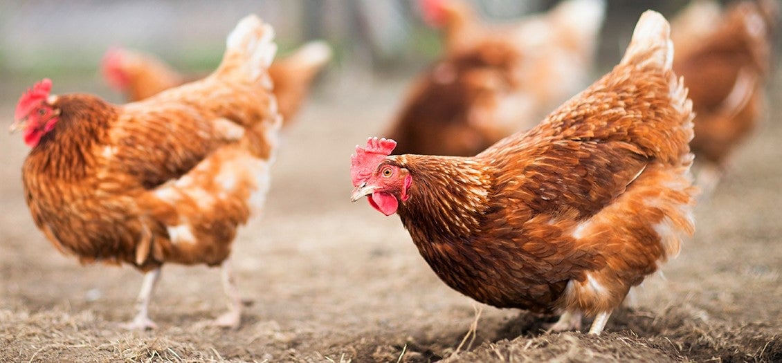 hens wandering around a free-range pasture