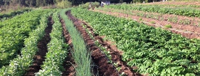 green food crop free of pesticides