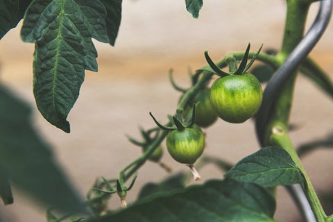 Green tomatoes growing on the vine.