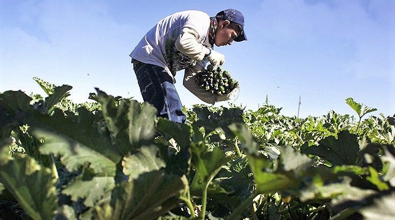 organic farmer collects vegetables in field with wicker basket