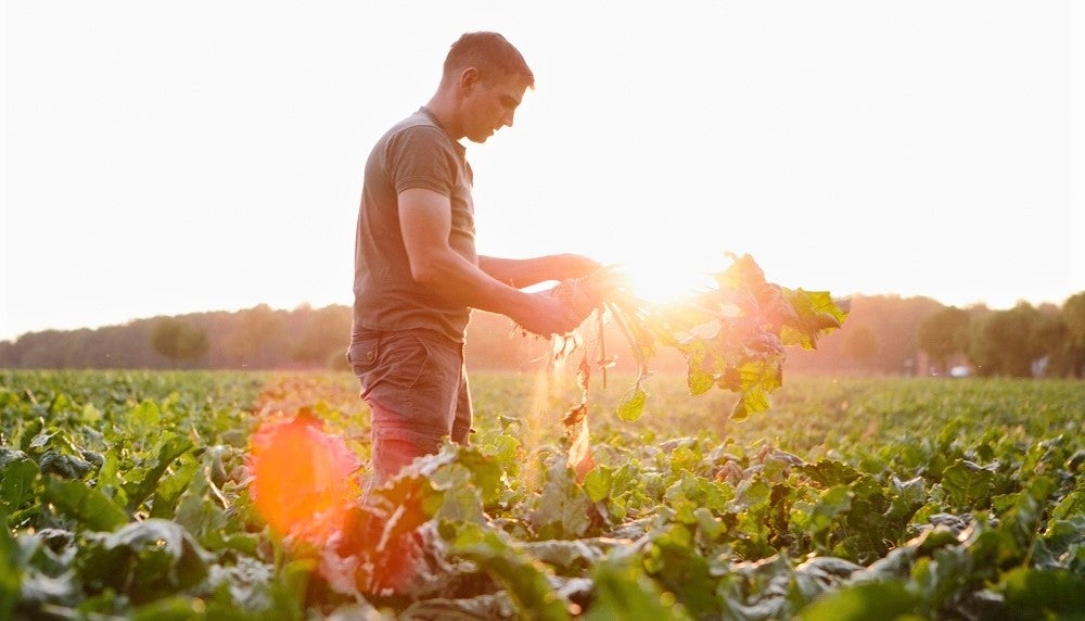 organic farmer collecting vegetables in sunset