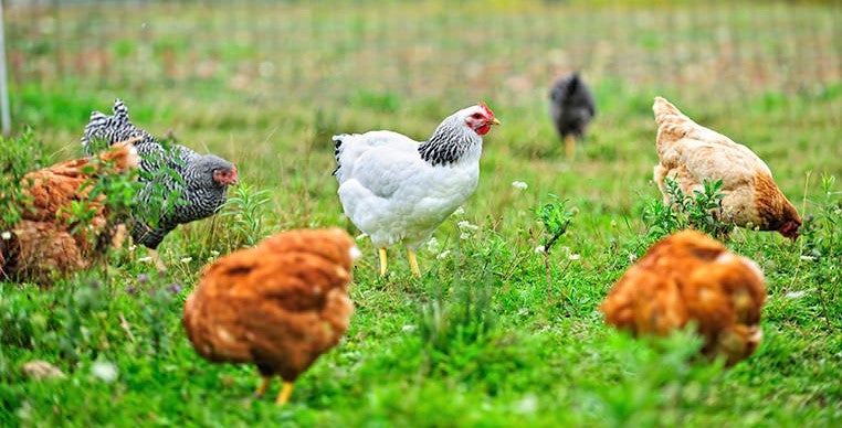 Buffalo Market Supplies Organic Pastured Eggs for Your Restaurant