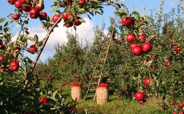 What Apples Grow In California?