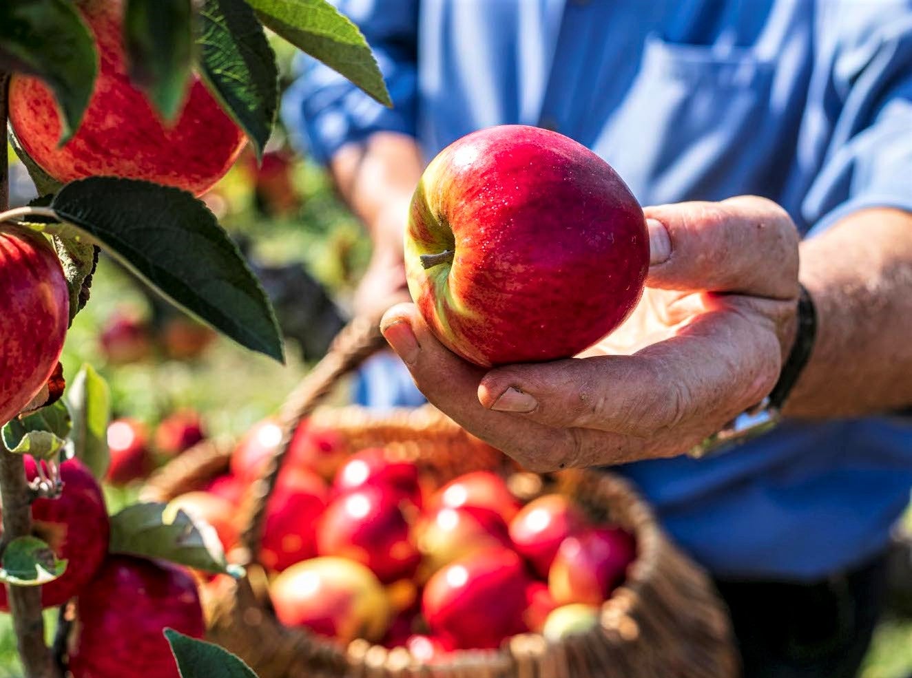 Guide to Different Kinds of Apples