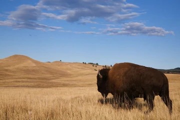 Why We Love The Buffalo